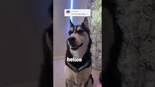 GENIUS dog knows TOO MUCH @maya husky #tiktok #shorts