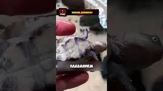 первая черепаха, плавающая на спине 🐢🐢 