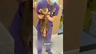 Случай Когда Выдра Сделала Человеку Семью! #милыеживотные #животные