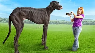 Worlds Biggest Dog...