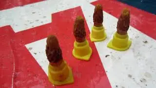 РАЗДАЧА ЗРЕЛЫХ МАТОЧНИКОВ, ЕДУ ПО ТОЧКАМ🔥🔥🔥