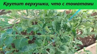 Что с томатами? Крутит верхушки, мелкие листья и пятнышки, есть решение проблемы, смотрите