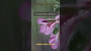 #Намибия #ТанцующиеДеревья #Африка  #СафариВНамибии #ПриключенияВАфрике #СпектакульныеПейзажи