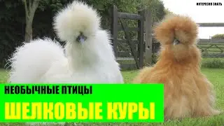 Китайские шелковые петухи