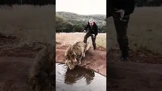 Человек говорящий на языке животных. Дин Шнайдер @DeanSchneiderHakunaMipaka