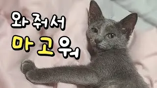 고양이 자랑하기😺희망, 사랑, 빛, 귀여워..