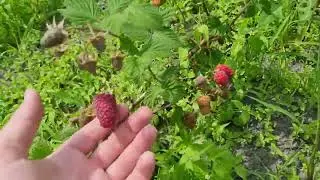КАКОЙ СОРТ МАЛИНЫ САМЫЙ ЛУЧШИЙ?