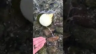 Man Rescues Pufferfish Stranded Offshore. 😮🤭🤭.   Credit: JukinMedia