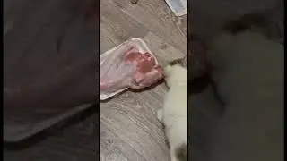 это моя добыча!!!  Не съем, так понадкусываю