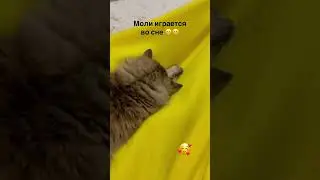 Когда даже во сне не можешь остановиться, игра во сне 😺