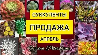 Суккуленты.  Продажа.  Апрель.