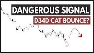 Could This be a Dead Cat Bounce? TSLA / NVDA / SPY / PLTR / AMD Analysis.