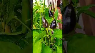Видео с Перчинкой🌶️ 16 августа 🌶️Горький перец в Кашпо #перец #garden #декор