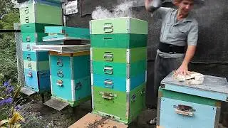 Медосбор 2017. Больше 200 кг мёда за сезон с зимовалой семьи. Отбор мёда. Карника F1 Южный Урал