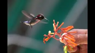 красочные колибри. colorful Hummingbirds 🔥 , Cute baby animals