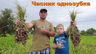 Копаємо часник однозубку Любаша