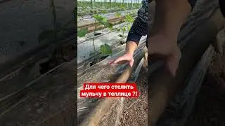 Зачем стелить мульчу в теплице ?! #теплица #мульча #агробизнес #удобрения #рассада #тепличныйбизнес