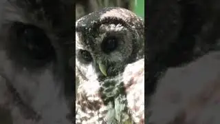 These night owls will never need a pair of glasses! 🤓🦉 