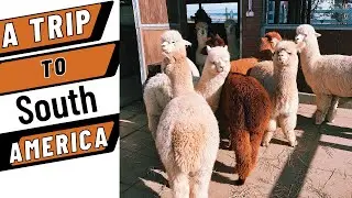 Alpaca - A Fascinating Animal Native to South America. #animals #alpaca #domesticanimal