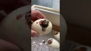 Начался вывод гусят 🐣