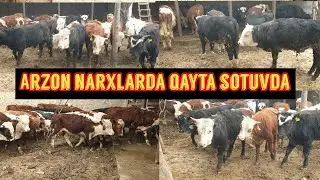 Angus  Smentall Oqbosh Greford buqalar qayta arzon narxlarda sotuvga chiqdi.