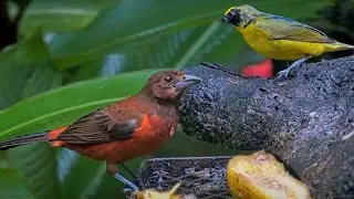 Crimson-backed Tanager & Molting Euphonia Go Bananas in Panama — June 10, 2024