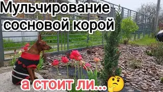Мульчирование сосновой корой розы и тд...