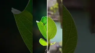Mobile photography 📷 Vivo V25 pro Camera Photoshoot #viral #trend #shorts #shortsfeed