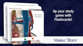 Visible Body | Flashcards — Create Animated Flashcards