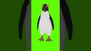 Penguin idle stay green screen #penguin #vfx #greenscreenvideo #animationvideo #film #video