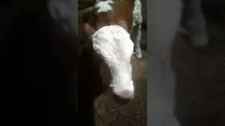 Болезнь телят
