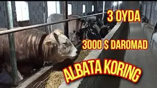 MAN SIZLARGA FERMA ALBATA KORING