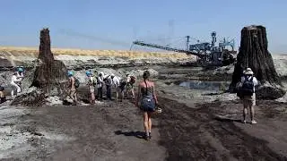 Древние остатки деревьев кипарисов на подобие кремниевых форм жизни