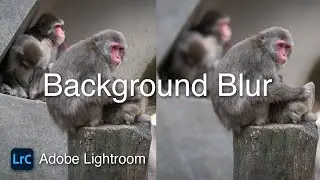 How To Blur the Background in Lightroom 2024