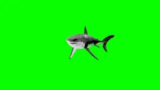 Shark Green Screen Video background footage HD no copyright