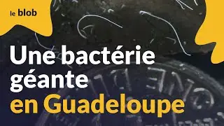 Une bactérie géante découverte en Guadeloupe | Actu de science