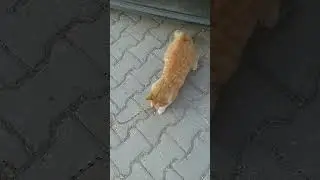iple oynamak 😅🤣 #pets #pati#kediler#kedim#pet #cat #patidostu #kedilerindünyası#cute #yavrukedi#cut