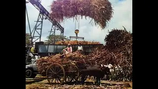 Colorized Vintage Photo Mauritius - Sugar Cane fields