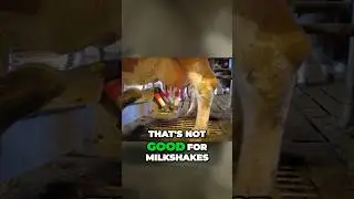 This ROBOT milks COWS 🐮