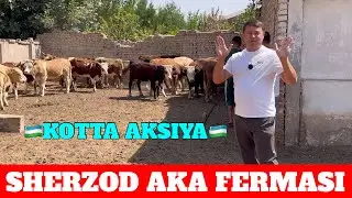 SHERZOD AKA BUQALARINI BONUSIGAC1 TA BUQA TEKIN. DASTAVKA TEKIN NARXINI ARZON AYTILA  ARZON NARXDA