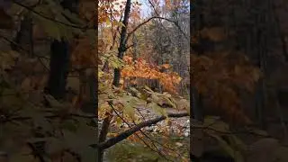 Calming Autumn river flowing and birds sound relaxing