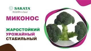 Брокколи МИКОНОС - жаростойкий и урожайный! #брокколи #брокколисаката #брокколилетом #семена