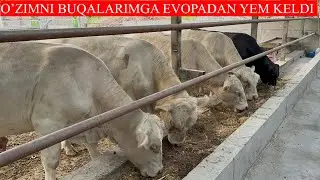 O’ZIMNI BUQALARIMGA BIR BAXO BERING,EVEOPADAN YEM KELDI BUQALAR MAZZA QIVORYAPTI