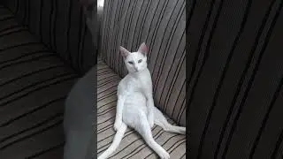 white cat sitting like a human. 😳 