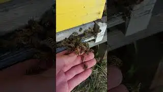 спасение королевы/ часть 1 