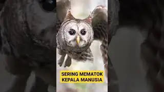 HATI-HATI DENGAN BURUNG INI GAYS,....