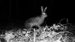 Заяц русак в горах Кавказа / Brown hare in the Caucasus mountains