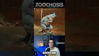 ТРЕЙЛЕР ИГРЫ ZOOCHOSIS 👾 ПОДПИШИСЬ