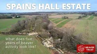 Spains Hall: What does five years of beaver activity look like?