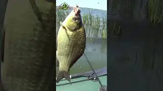 РЫБАЛКА на ПОПЛАВОК🎣#shorts